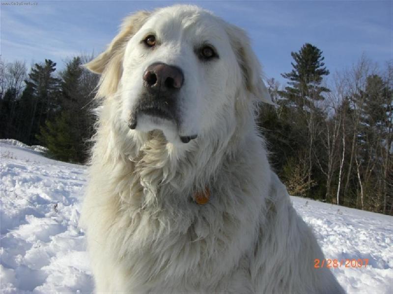 Foto: Casey